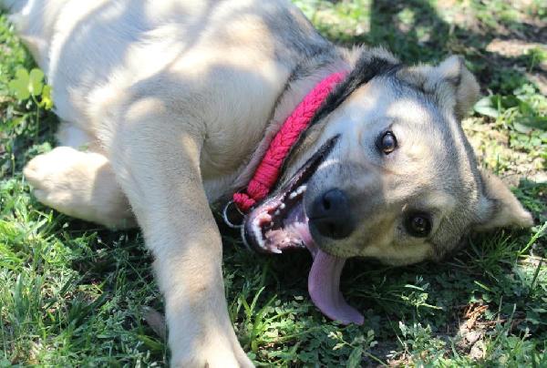 Nina, Cucciolotta Di 6 Mesi, Futura Taglia Media